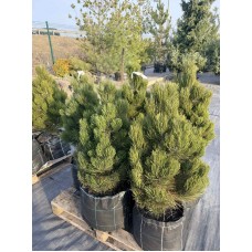 Сосна білокора (Гельдрейха) «Малінкі» 0.9-1 м